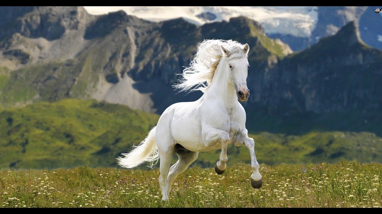 Ý nghĩa điềm báo giấc mơ thấy ngựa?